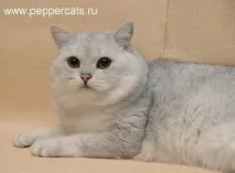 Peppercats Greendale Sergeant Pepper greendale