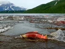 Озеро Курильське курильське