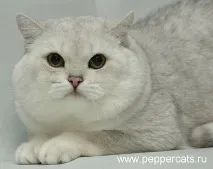 Peppercats Greendale Sergeant Pepper sergeant