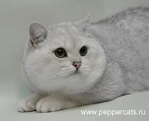 Peppercats Greendale Sergeant Pepper pepper