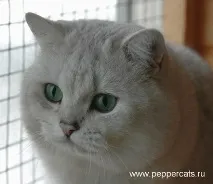 Peppercats Greendale Sergeant Pepper sergeant