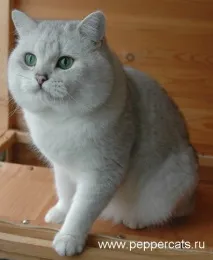 Peppercats Greendale Sergeant Pepper pepper