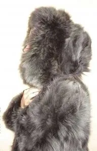 каптур