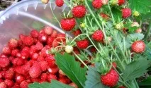 Календар садівника-городника на червень, що можна посадити і зібрати в червні, догляд за садом садівника-городника