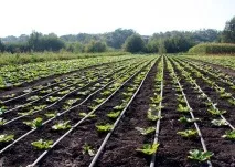 Капуста пекінська Бокал вирощування та догляд пекінська