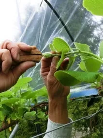 Календар садівника-городника на червень, що можна посадити і зібрати в червні, догляд за садом червень