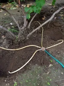 Календар садівника-городника на червень, що можна посадити і зібрати в червні, догляд за садом календар
