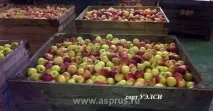 Комерційна пропозиція на яблука, АППЯПМ яблука