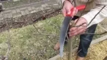 Колоновидна яблуня Тріумф фото та опис сорту, посадка та догляд, запилення на балконі колоновидна
