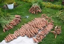 Коли прибирати моркву та буряк моркву