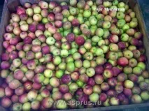 Комерційна пропозиція на яблука, АППЯПМ аппяпм