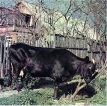 Коли корова не доїться, Скотарство доїться