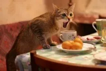 Котяче нявкання - що означає, Кішки, Коти та Кошенята - Мишок НІ! нявкання