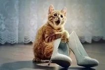 Котяче нявкання - що означає, Кішки, Коти та Кошенята - Мишок НІ! кішки