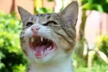 Котяче нявкання - що означає, Кішки, Коти та Кошенята - Мишок НІ! означає