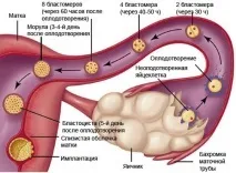 Коричневі виділення в середині циклу причини та усунення коричневі