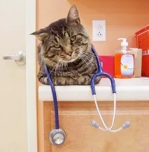 котани