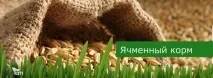Годування корів гідропонікою корму