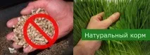 Годування корів гідропонікою гідропонікою