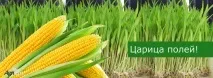Годування корів гідропонікою годування
