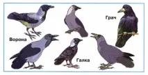 Хто такі птахи, okrmir1234 okrmir1234