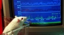 Пацюків та мишей замінять у лабораторії амеби та метелики - Scisne пацюків