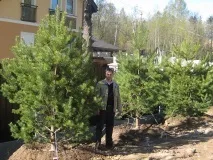 Крупномірні дерева, продаж крупномірів у Санкт-Петербурзі, розплідник Вітапарк крупномірні