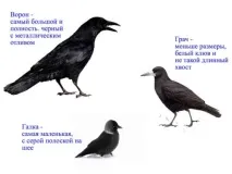 Хто такі птахи, okrmir1234 птахи