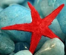 Червона морська зірка для домашнього морського акваріума домашнього
