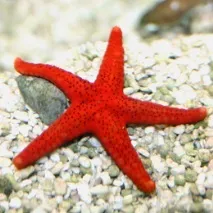 Червона морська зірка для домашнього морського акваріума морська