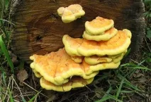 Курячий гриб (Laetiporus sulphureus) sulphureus