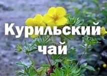 Курильський чай лікувальні та корисні властивості, протипоказання курильський