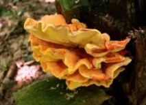 Курячий гриб (Laetiporus sulphureus) sulphureus