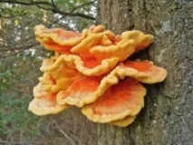 Курячий гриб (Laetiporus sulphureus) гриб