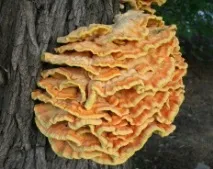 Курячий гриб (Laetiporus sulphureus) sulphureus