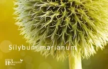 Лікувальна трава розторопша трава