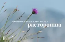 Лікувальна трава розторопша розторопша