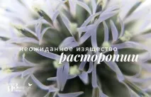Лікувальна трава розторопша лікувальна