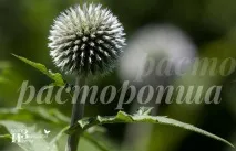 Лікувальна трава розторопша трава
