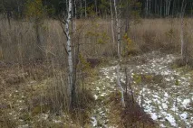 бариський