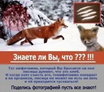 Лампові душі - Перегляд теми - Чучело Лисиця, що сидить - популярний мем Рунета душі