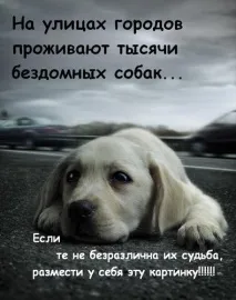 Life among stars зелений