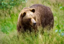 ведмеді
