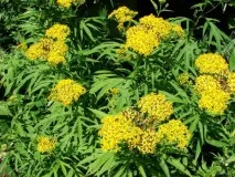 Різноманітність видів хрестовника досить