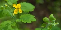 Чи можна каву натщесерце - Корисні поради натщесерце