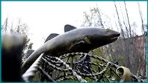 Морський осел на гербі Мурманська, Риба-фіш ейлатською риба-фіш