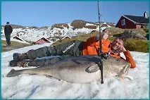 Морський осел на гербі Мурманська, Риба-фіш ейлатською гербі