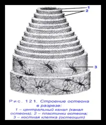 какви