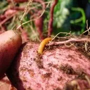 Нетрадиційні способи посадки картоплі посадки