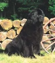 Ньюфаундленд (NEWFOUNDLAND), Ньюфаундленд його
